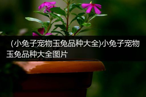 （小兔子宠物玉兔品种大全)小兔子宠物玉兔品种大全图片