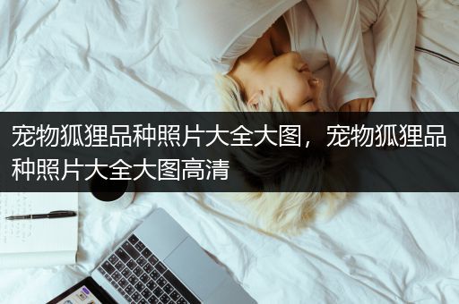 宠物狐狸品种照片大全大图，宠物狐狸品种照片大全大图高清