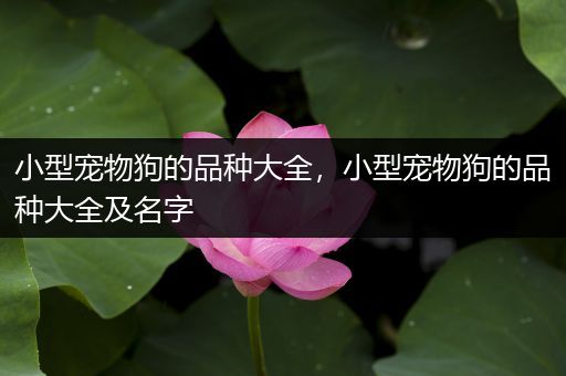 小型宠物狗的品种大全，小型宠物狗的品种大全及名字
