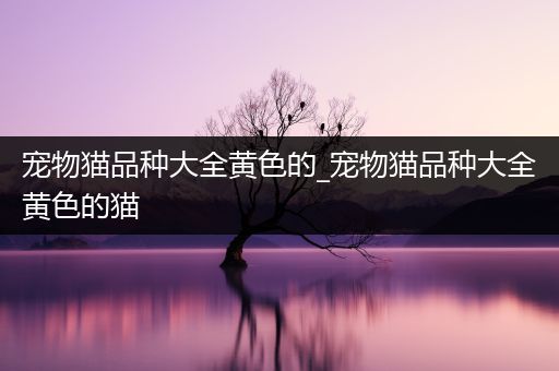 宠物猫品种大全黄色的_宠物猫品种大全黄色的猫