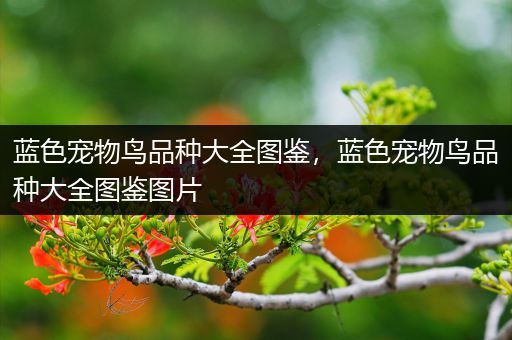 蓝色宠物鸟品种大全图鉴，蓝色宠物鸟品种大全图鉴图片