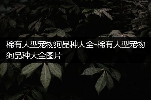 稀有大型宠物狗品种大全-稀有大型宠物狗品种大全图片