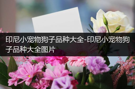 印尼小宠物狗子品种大全-印尼小宠物狗子品种大全图片
