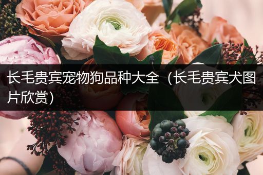 长毛贵宾宠物狗品种大全（长毛贵宾犬图片欣赏）
