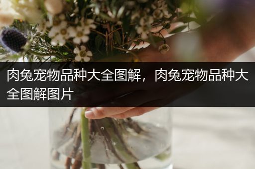 肉兔宠物品种大全图解，肉兔宠物品种大全图解图片