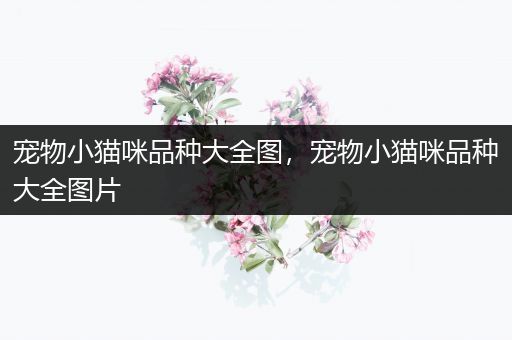 宠物小猫咪品种大全图，宠物小猫咪品种大全图片