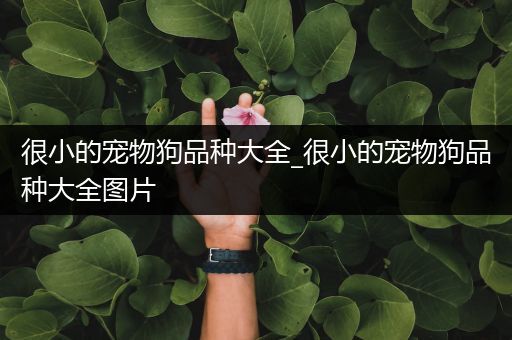 很小的宠物狗品种大全_很小的宠物狗品种大全图片