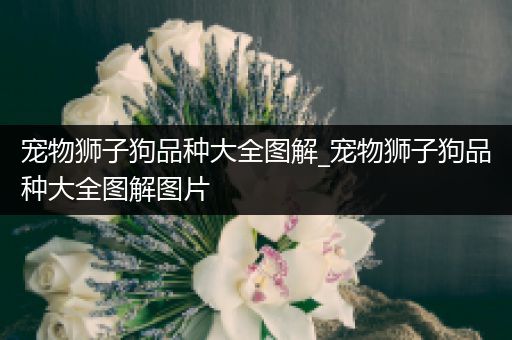 宠物狮子狗品种大全图解_宠物狮子狗品种大全图解图片