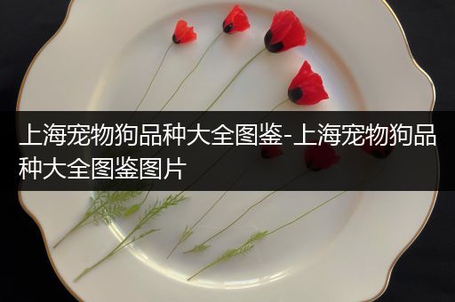 上海宠物狗品种大全图鉴-上海宠物狗品种大全图鉴图片