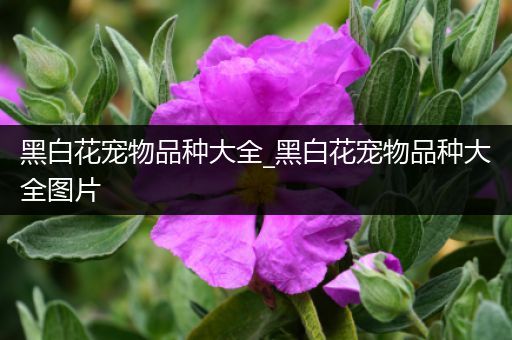 黑白花宠物品种大全_黑白花宠物品种大全图片