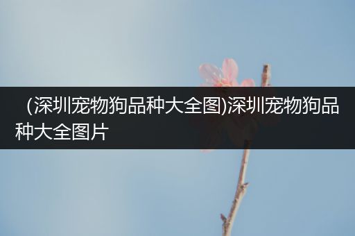 （深圳宠物狗品种大全图)深圳宠物狗品种大全图片