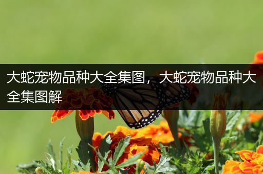 大蛇宠物品种大全集图，大蛇宠物品种大全集图解