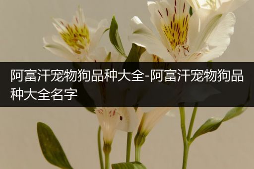 阿富汗宠物狗品种大全-阿富汗宠物狗品种大全名字