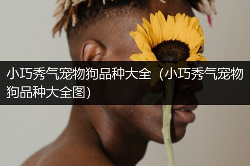 小巧秀气宠物狗品种大全（小巧秀气宠物狗品种大全图）