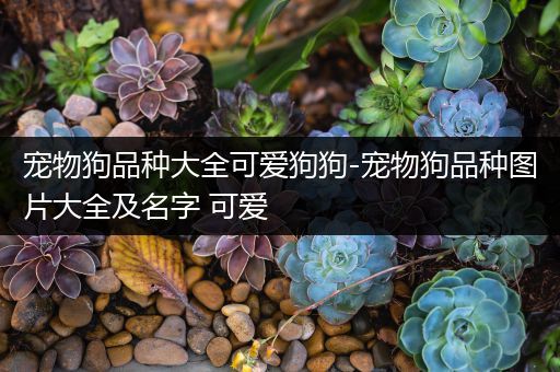 宠物狗品种大全可爱狗狗-宠物狗品种图片大全及名字 可爱