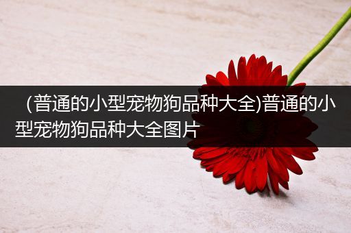 （普通的小型宠物狗品种大全)普通的小型宠物狗品种大全图片