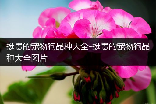 挺贵的宠物狗品种大全-挺贵的宠物狗品种大全图片