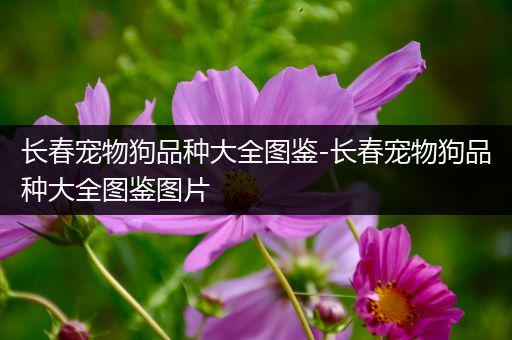 长春宠物狗品种大全图鉴-长春宠物狗品种大全图鉴图片