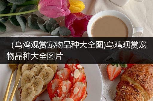 （乌鸡观赏宠物品种大全图)乌鸡观赏宠物品种大全图片