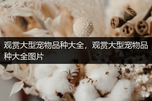 观赏大型宠物品种大全，观赏大型宠物品种大全图片