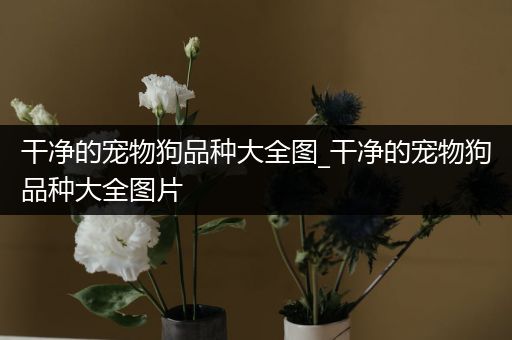 干净的宠物狗品种大全图_干净的宠物狗品种大全图片