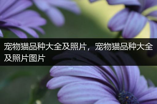 宠物猫品种大全及照片，宠物猫品种大全及照片图片