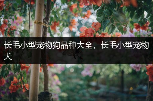 长毛小型宠物狗品种大全，长毛小型宠物犬
