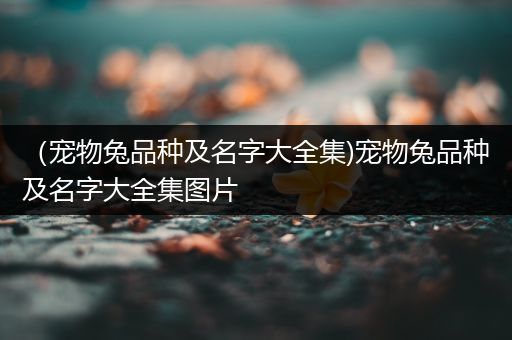 （宠物兔品种及名字大全集)宠物兔品种及名字大全集图片