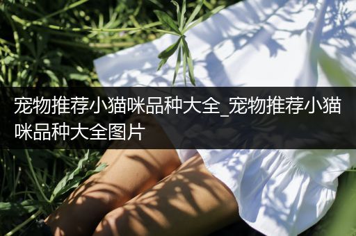 宠物推荐小猫咪品种大全_宠物推荐小猫咪品种大全图片