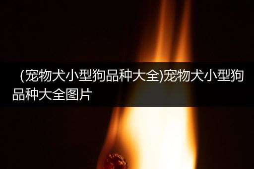 （宠物犬小型狗品种大全)宠物犬小型狗品种大全图片