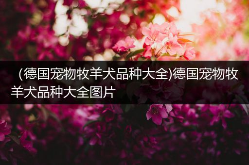 （德国宠物牧羊犬品种大全)德国宠物牧羊犬品种大全图片
