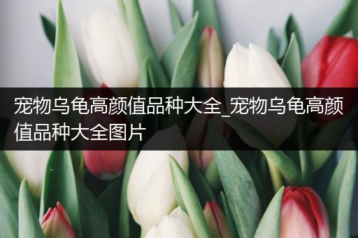 宠物乌龟高颜值品种大全_宠物乌龟高颜值品种大全图片