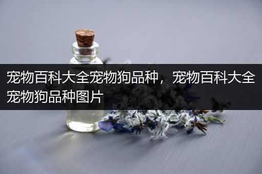 宠物百科大全宠物狗品种，宠物百科大全宠物狗品种图片