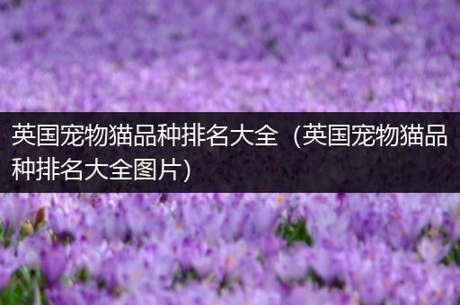 英国宠物猫品种排名大全（英国宠物猫品种排名大全图片）