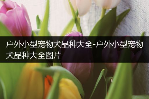 户外小型宠物犬品种大全-户外小型宠物犬品种大全图片