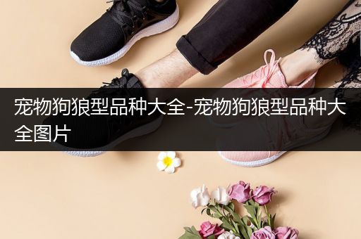 宠物狗狼型品种大全-宠物狗狼型品种大全图片