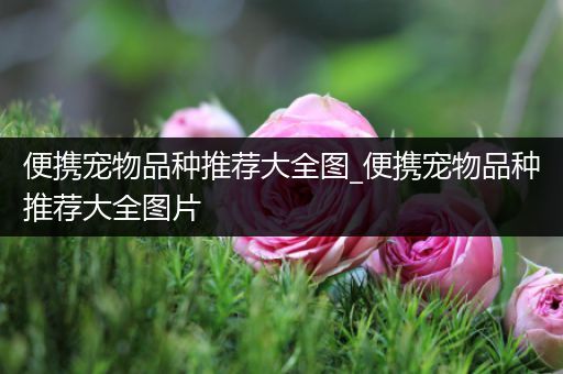 便携宠物品种推荐大全图_便携宠物品种推荐大全图片