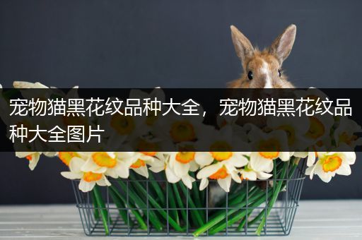 宠物猫黑花纹品种大全，宠物猫黑花纹品种大全图片