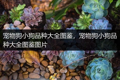 宠物狗小狗品种大全图鉴，宠物狗小狗品种大全图鉴图片