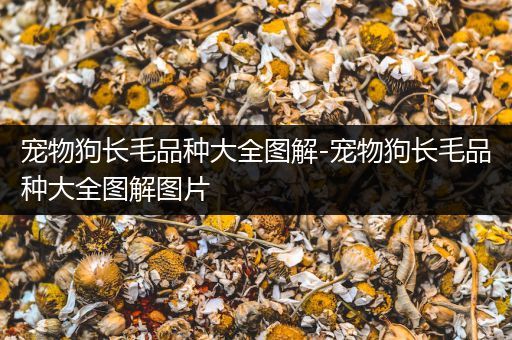 宠物狗长毛品种大全图解-宠物狗长毛品种大全图解图片