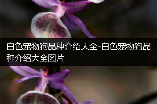 白色宠物狗品种介绍大全-白色宠物狗品种介绍大全图片