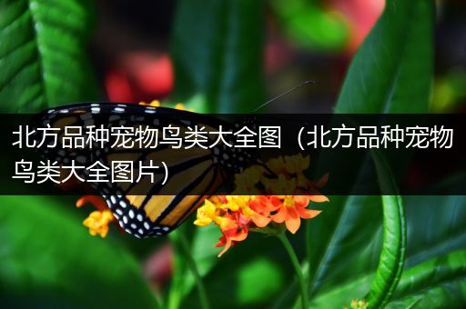 北方品种宠物鸟类大全图（北方品种宠物鸟类大全图片）