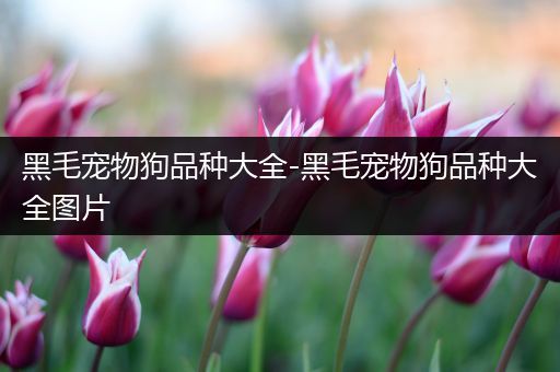 黑毛宠物狗品种大全-黑毛宠物狗品种大全图片