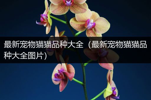 最新宠物猫猫品种大全（最新宠物猫猫品种大全图片）