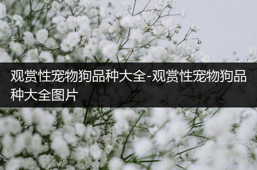 观赏性宠物狗品种大全-观赏性宠物狗品种大全图片