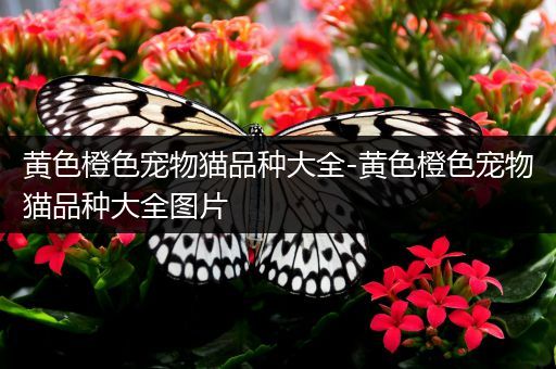 黄色橙色宠物猫品种大全-黄色橙色宠物猫品种大全图片