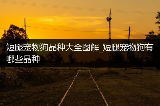 短腿宠物狗品种大全图解_短腿宠物狗有哪些品种