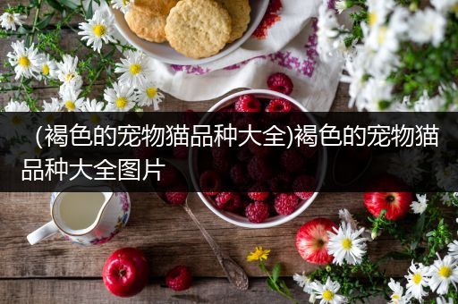 （褐色的宠物猫品种大全)褐色的宠物猫品种大全图片