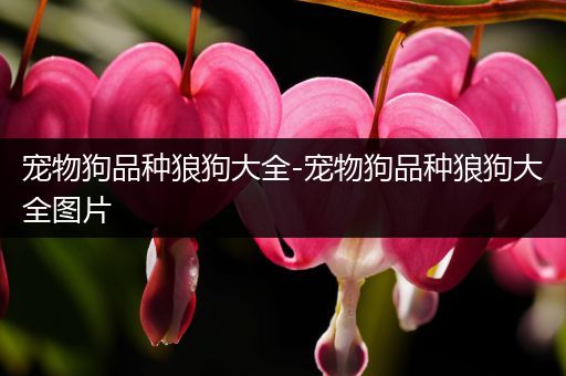 宠物狗品种狼狗大全-宠物狗品种狼狗大全图片