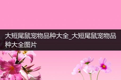 大短尾鼠宠物品种大全_大短尾鼠宠物品种大全图片